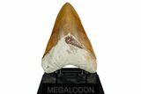 Serrated, Fossil Megalodon Tooth From Morocco - Rare Location #352995-2